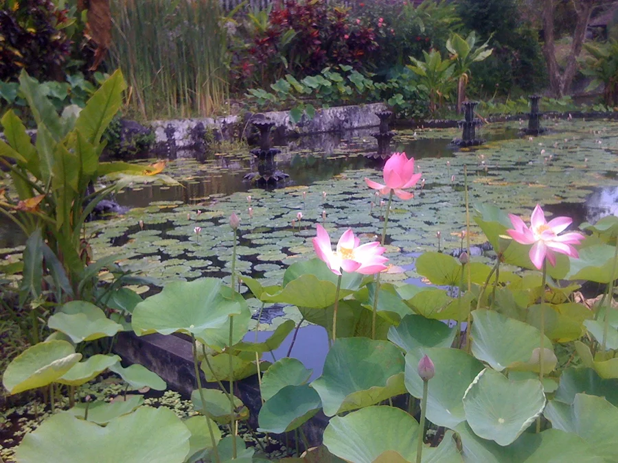 Teich mit Lotuspflanzen